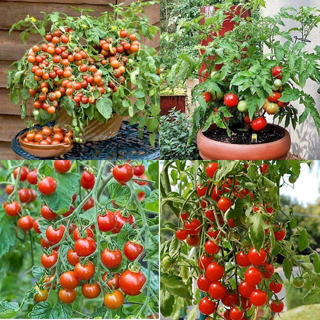 Rocoto Manzano Vegetable Seeds for Easy Planting