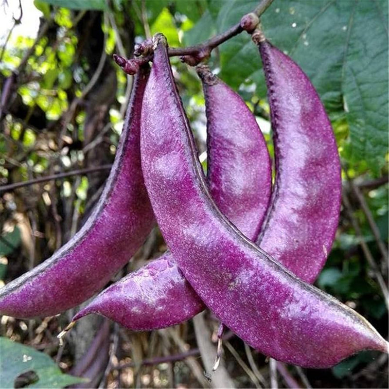 Purple & White Lima Bean Seeds for Planting