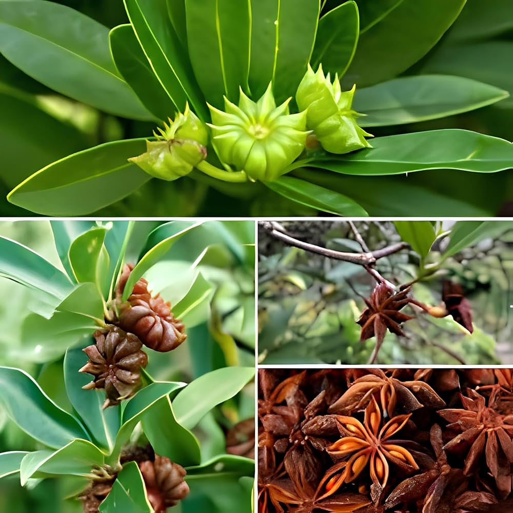 Star Anise Seeds for Planting - Grow Your Own Star Anise Flower
