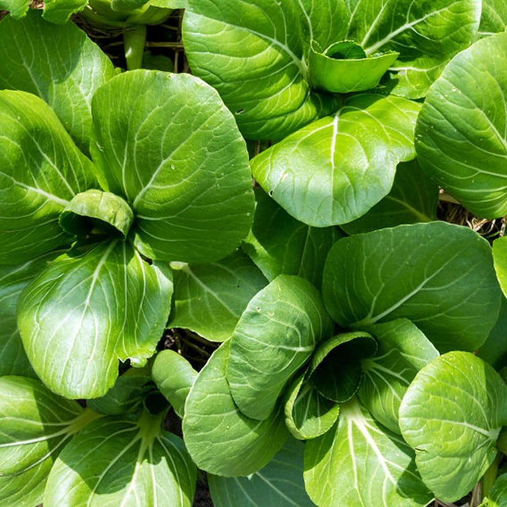 Dwarf Pak Choi Vegetable Seeds - Perfect for Planting