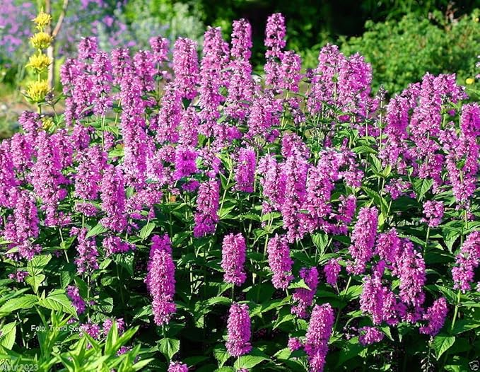 Catmint Blue Flower Seeds for Planting