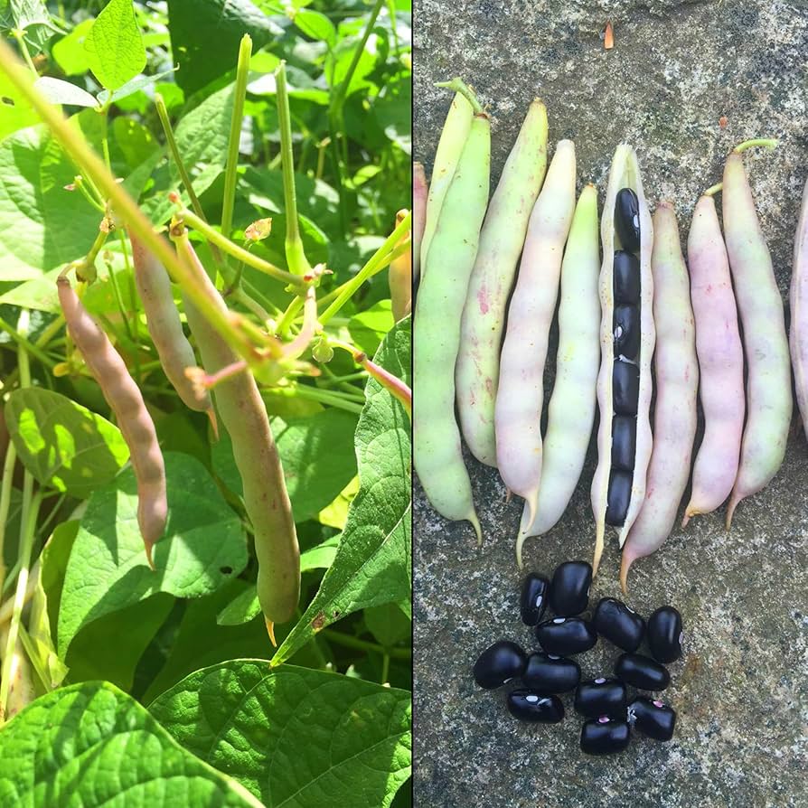Black Turtle Bean Seeds for Planting  Premium Vegetable Seeds