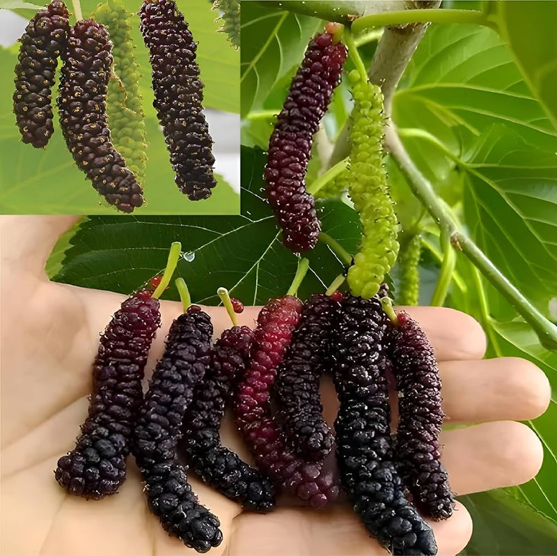 Mulberry Fruit Planting Seeds - Grow Your Own Delicious Mulberries with Easy Planting Instructions