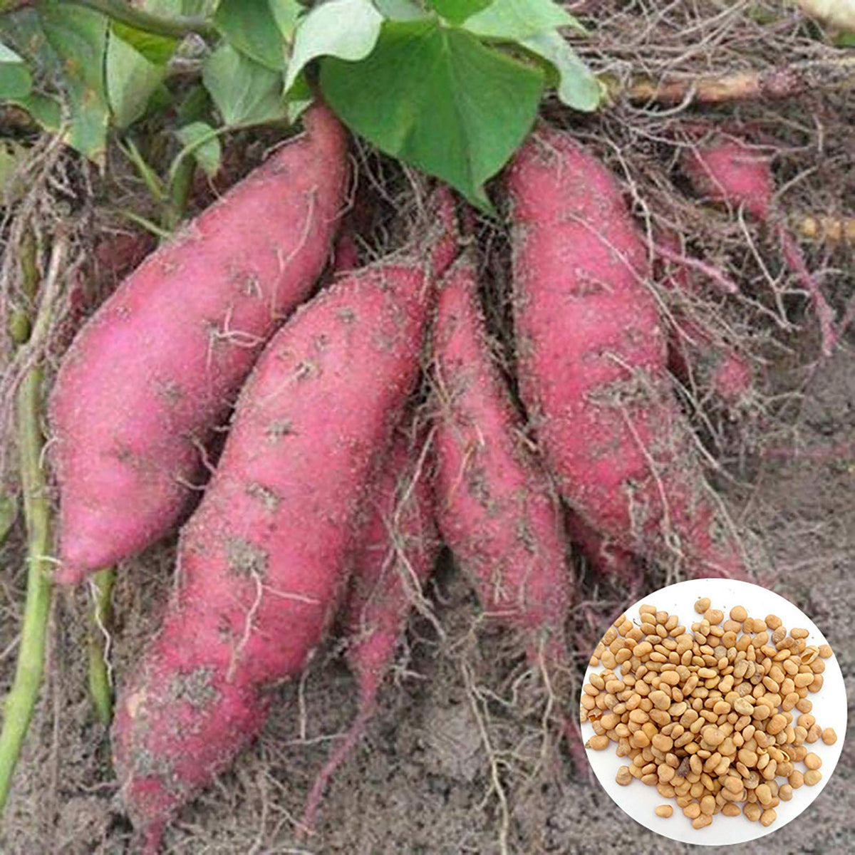 Sweet Potato Ipomoea batatas Plant Seeds