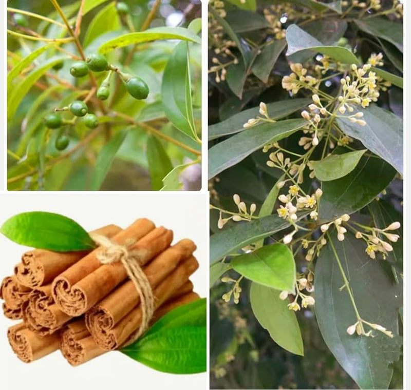 Cinnamon Seed Planting Pack