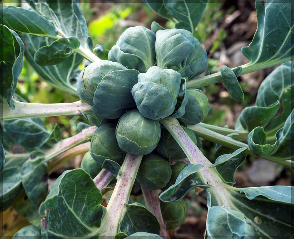 Brussels Sprouts Vegetable Seeds - Easy Planting