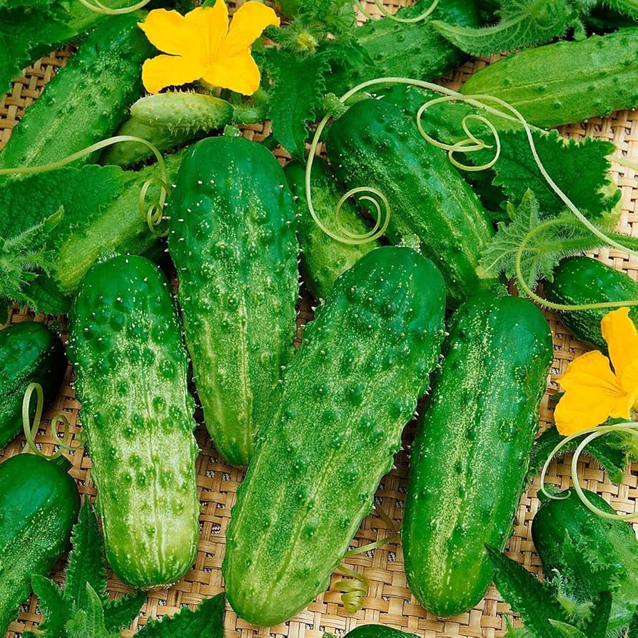 Cucumber Gherkin Seeds for Easy Planting