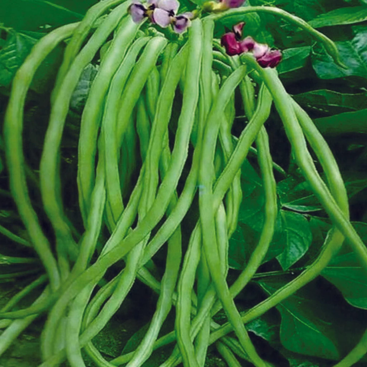 Planting Cowpea Vegetable Seeds for Your Garden