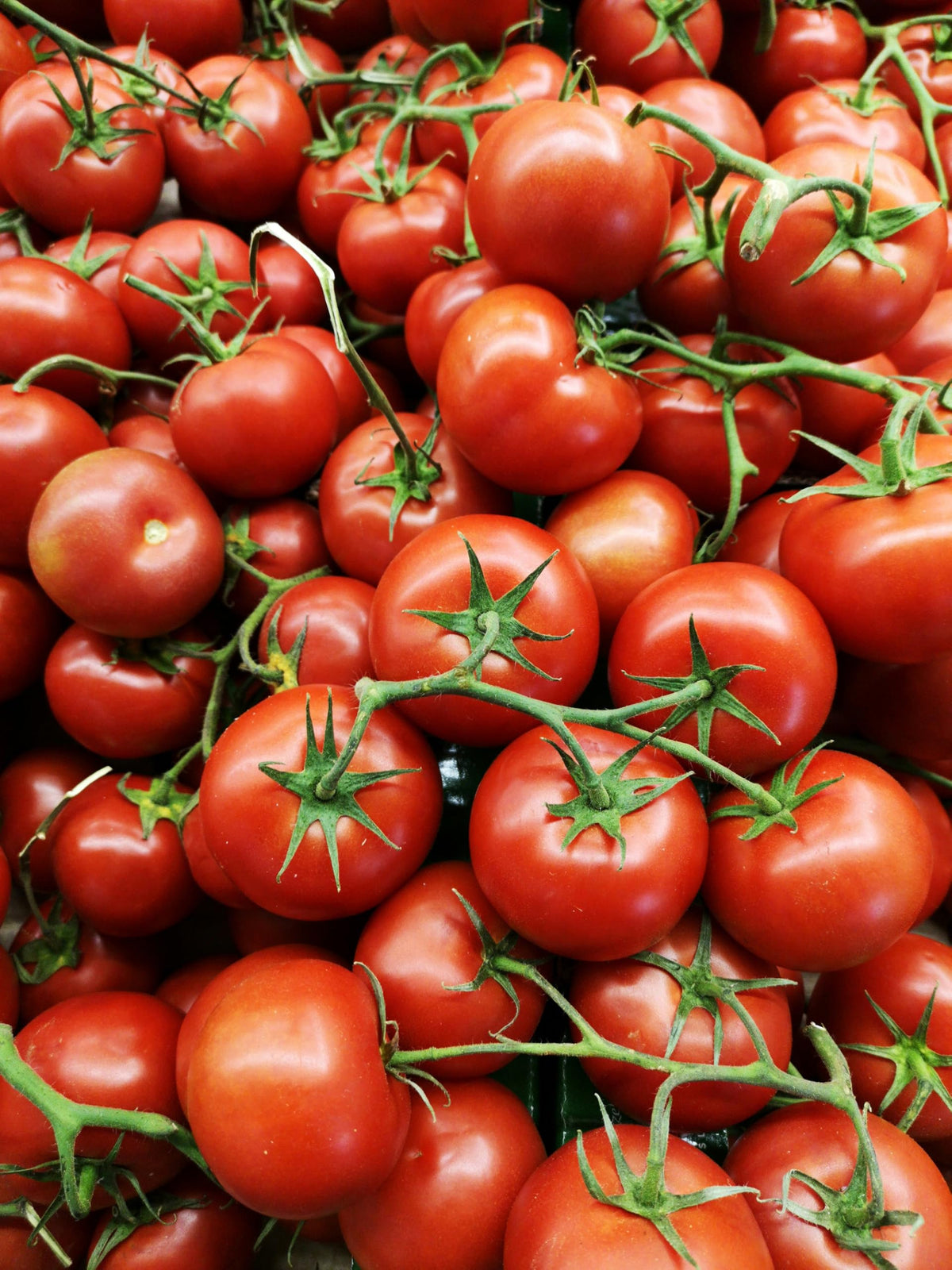 Better Bush VFN Tomato Seeds Solanum lycopersicum for Planting in Urban Garden and Container Beds