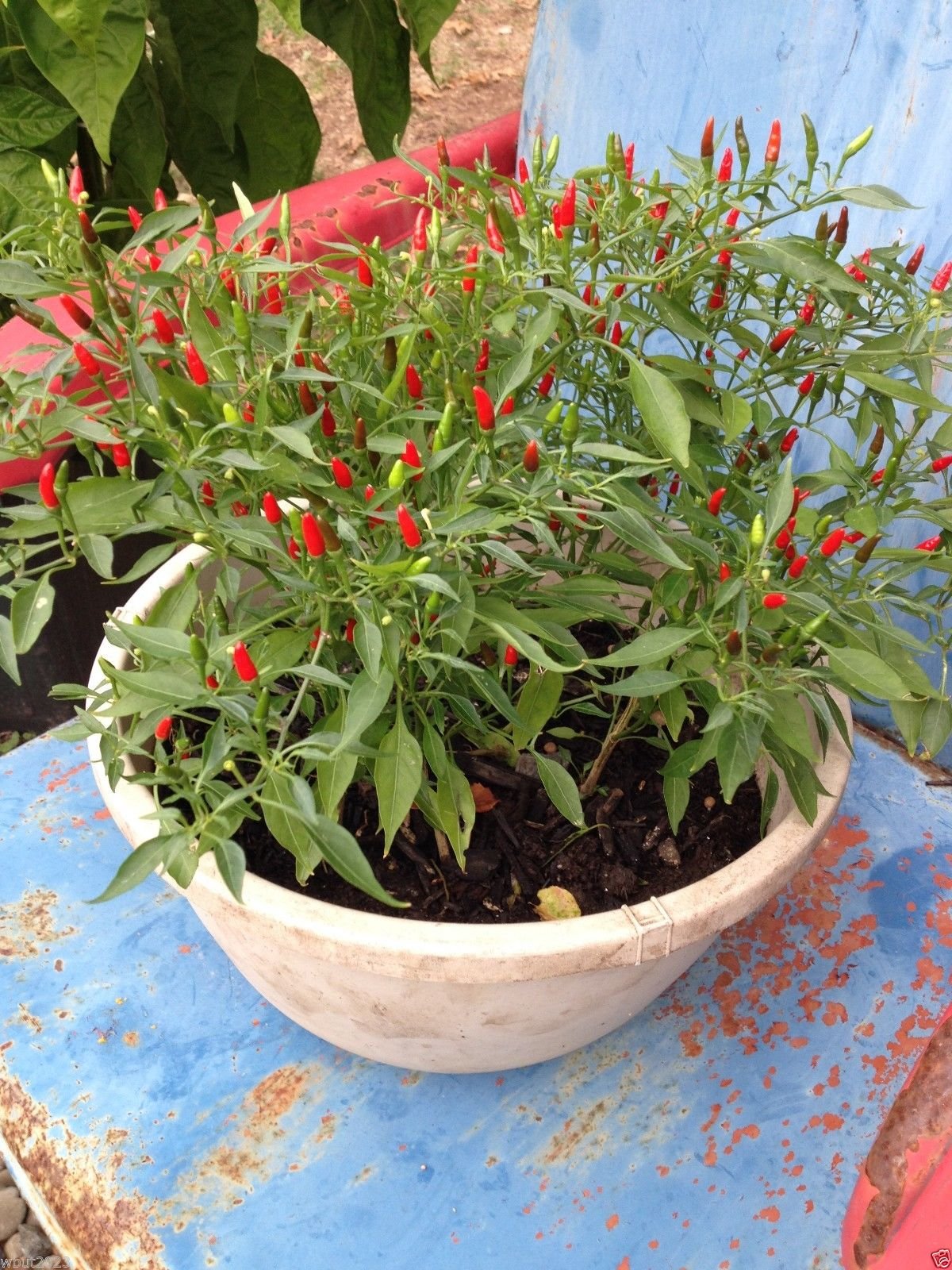 Thai Sun Hot Pepper Capsicum annuum Seeds
