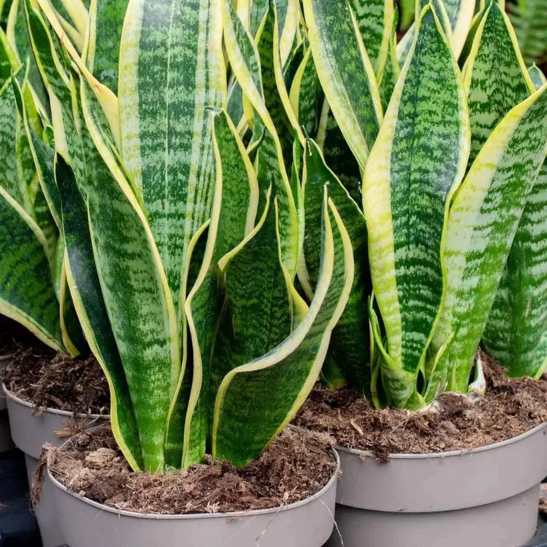 Green Sansevieria Flower seeds for Planting - Wildflower Mix, Heirloom & GMO Free Seeds for Home Garden