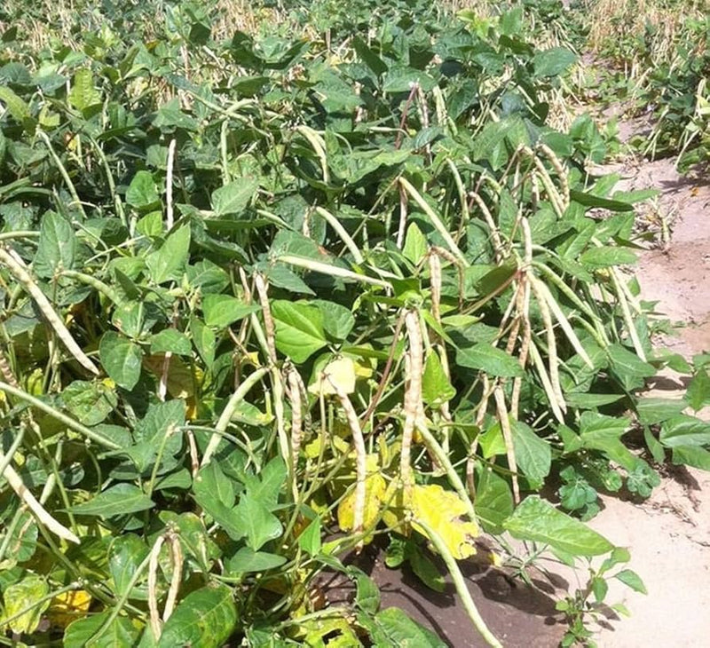 Green Dixie Lee Vegetable Planting Seeds