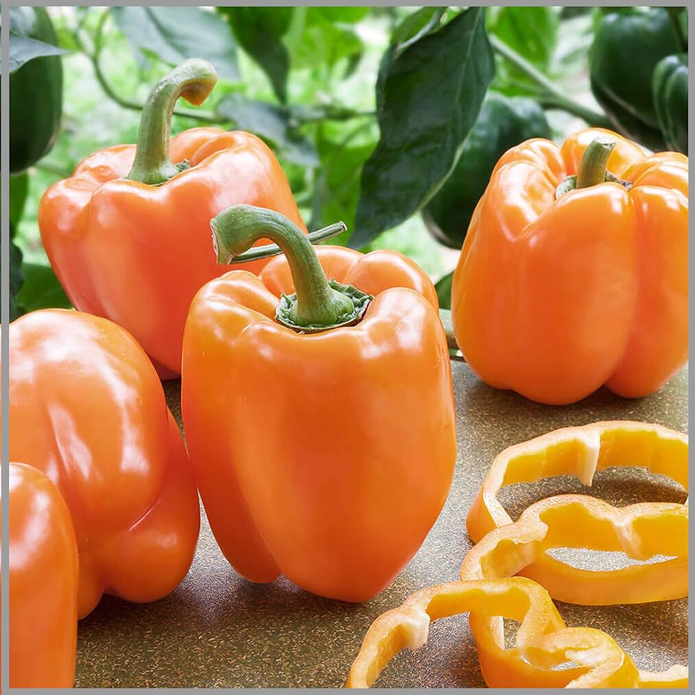 Orange Pepper Seeds for Planting - Grow Vibrant Vegetable Peppers at Home