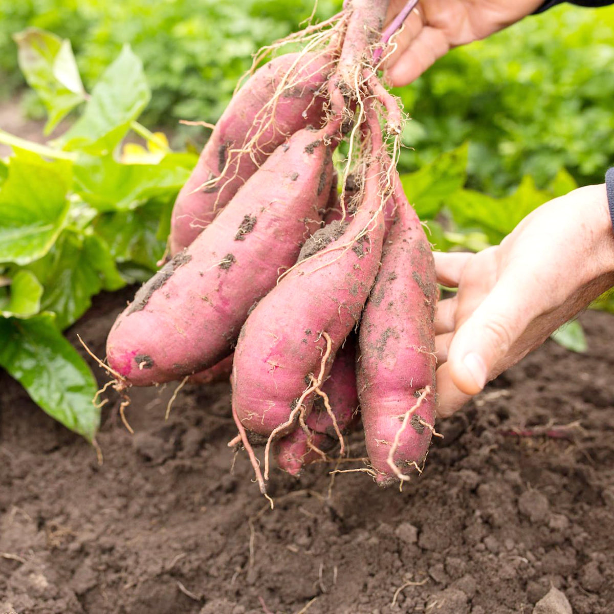 Sweet Potato Ipomoea batatas plant seeds