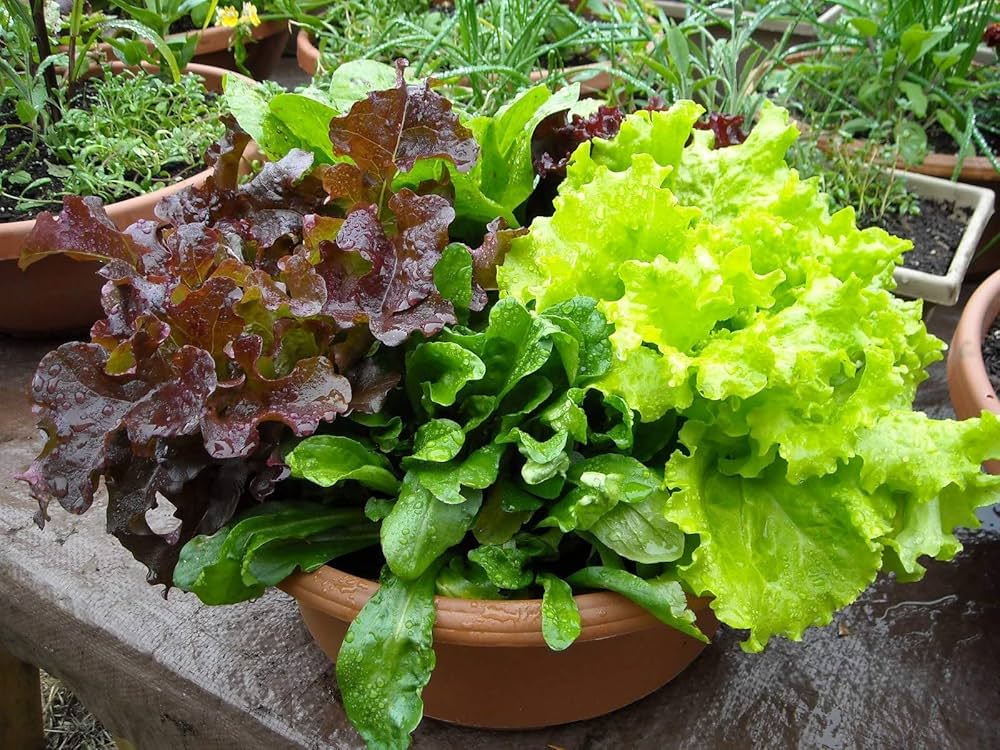 Lettuce Mix Seeds for Indoor Planting