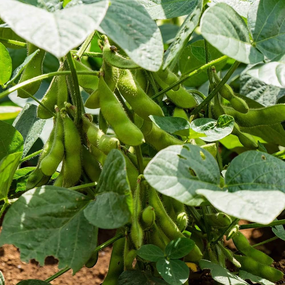 Edamame Vegetable Seeds - Easy Planting for Home Gardens