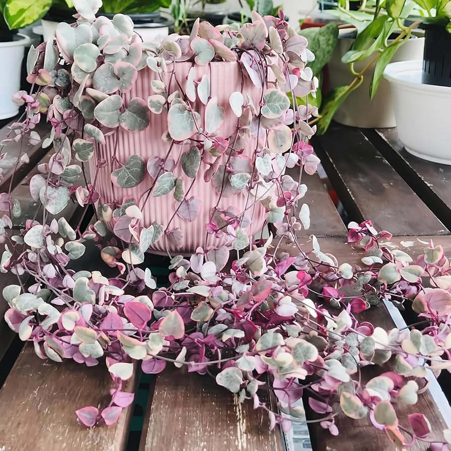 Ceropegia String of Hearts Pretty Pink Seeds Flower seeds for Planting - Low Maintenance, Heirloom & GMO Free Seeds for Home Garden