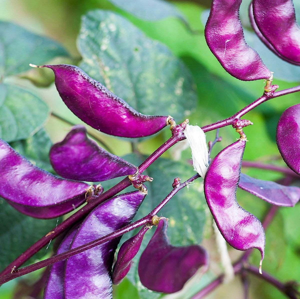 Purple & White Lima Bean Seeds for Planting