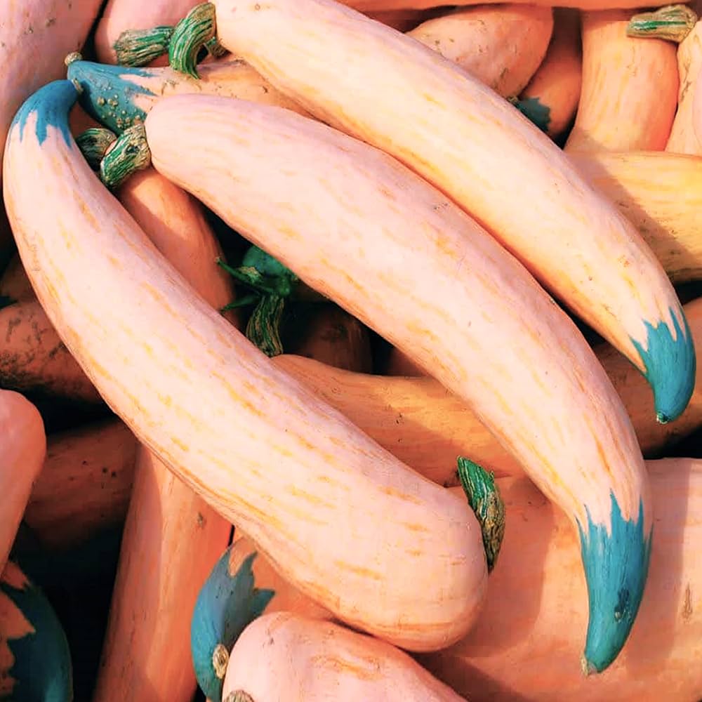 Georgia Candy Roaster Vegetable Seeds for Planting