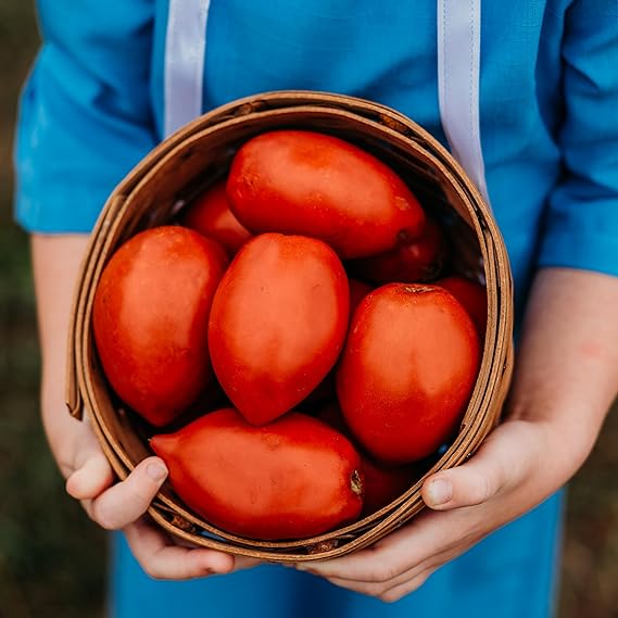 Amish Paste Heirloom Tomato Solanum lycopersicum Vegetable Seeds for Planting in Garden