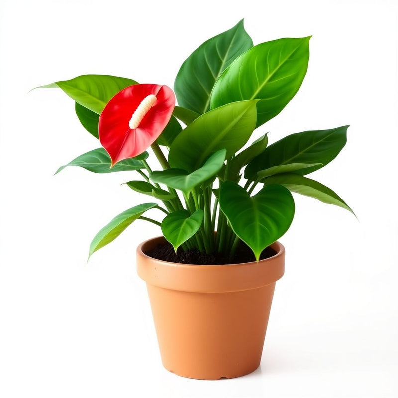 Anthurium Seeds for Planting - Exotic Flower Variety