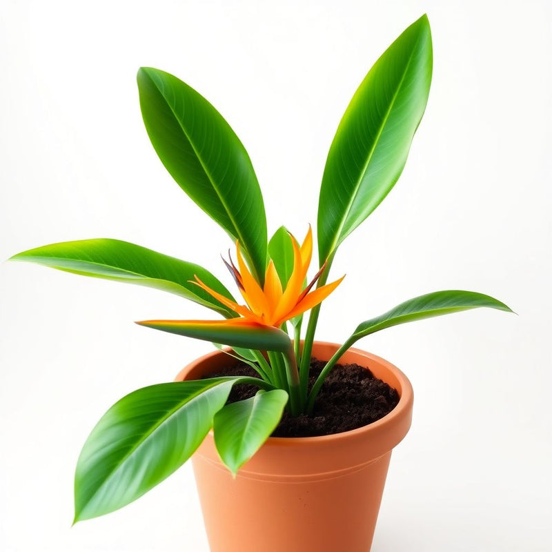 Bird of Paradise Flower Seeds - Exotic Garden Plant for Spring and Summer Planting
