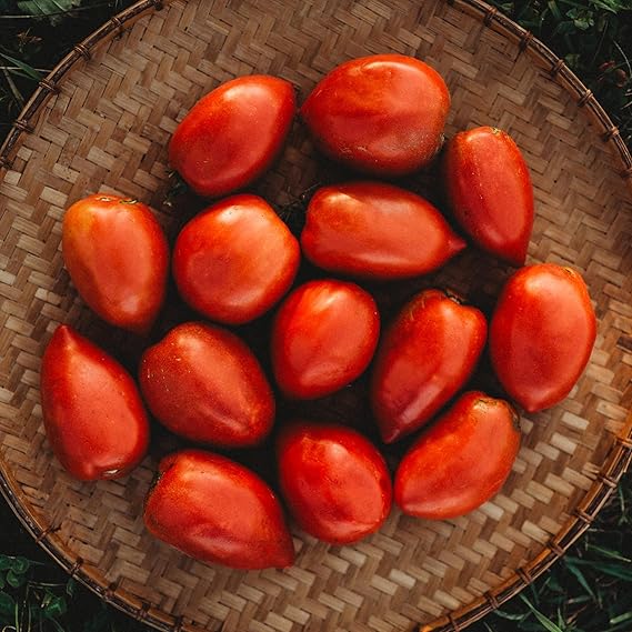 Amish Paste Heirloom Tomato Solanum lycopersicum for planting in garden