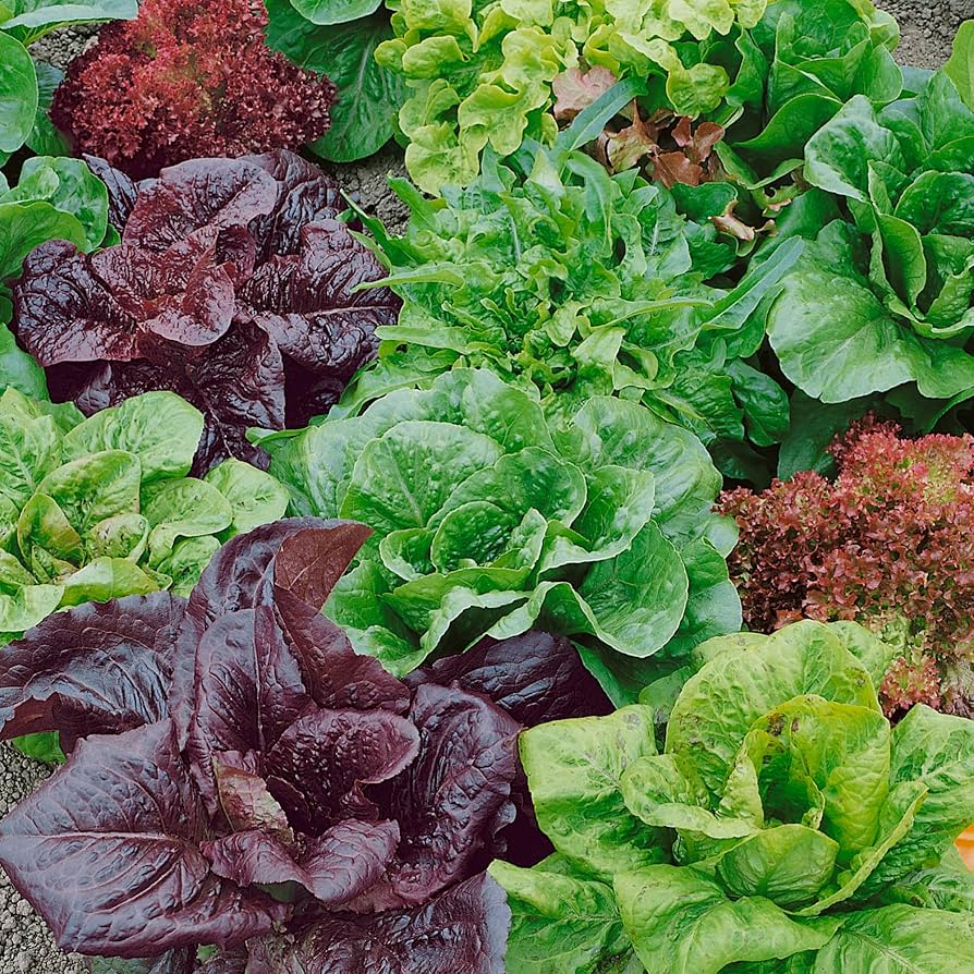 Lettuce Mix Seeds for Indoor Planting