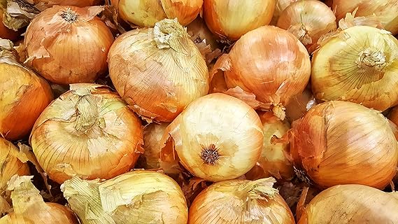 Onion Allium cepa Seeds for Planting in Vegetable Patch & Garden