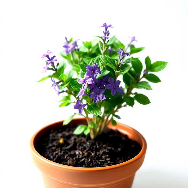 Purple Savory Satureja Flower seeds for Planting - Drought Tolerant, Heirloom & GMO Free Seeds for Home Garden