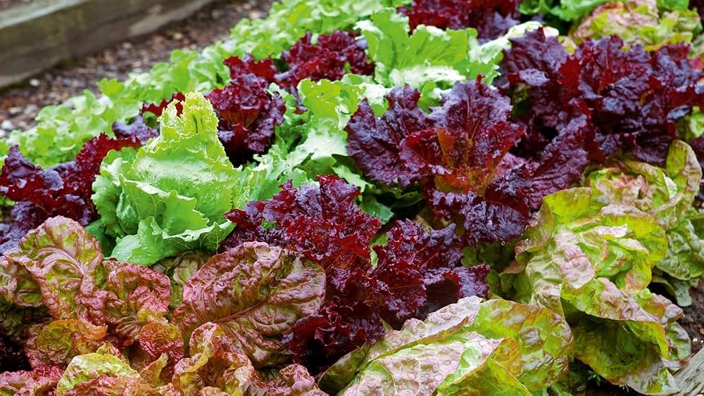Lettuce Mix Seeds for Indoor Planting