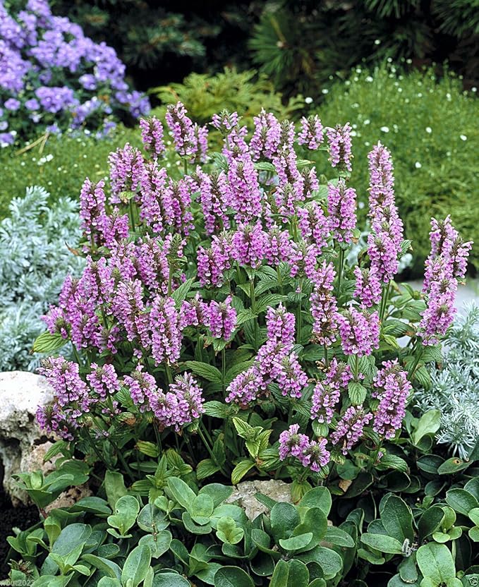 Catmint Blue Flower Seeds for Planting