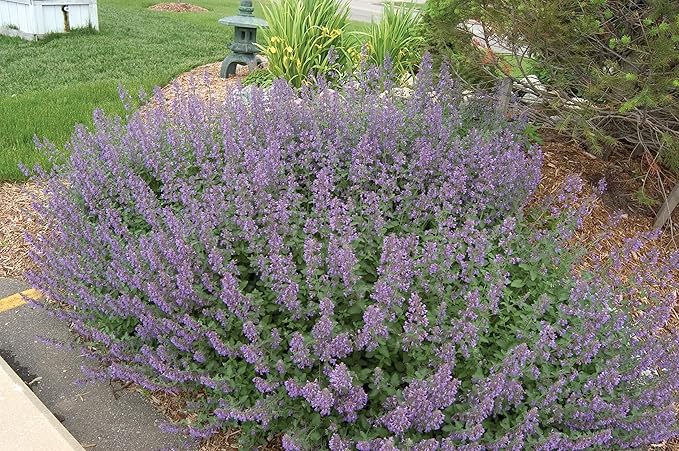 Catmint Blue Flower Seeds for Planting