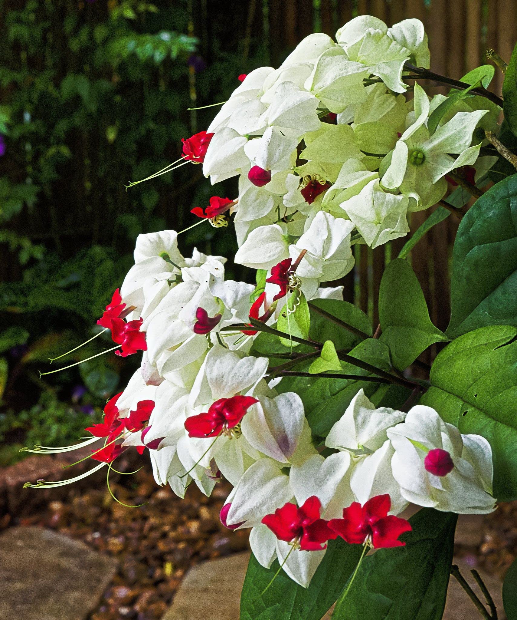 White Red Clerodendrum Thomsonii Flower Planting - Seed for Striking Blooms and Lush Growth in Your Garden