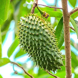 Giant Soursop Annona muricata Tropical Fruit Seeds for Planting in Tropical Garden