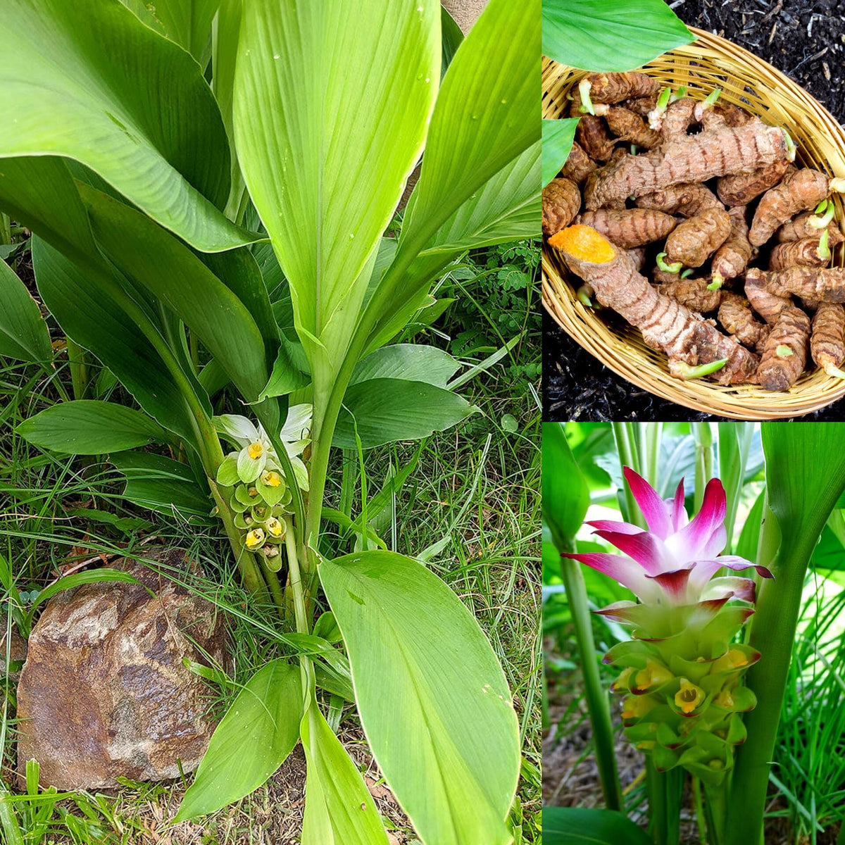 Curcuma Longa Seeds for Planting - Mixed Varieties