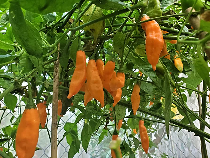 Aji Mango Chile Pepper Seeds for Planting