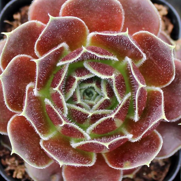 Maroon Jovibarba Seeds for Planting - Vibrant Perennial Ground Cover