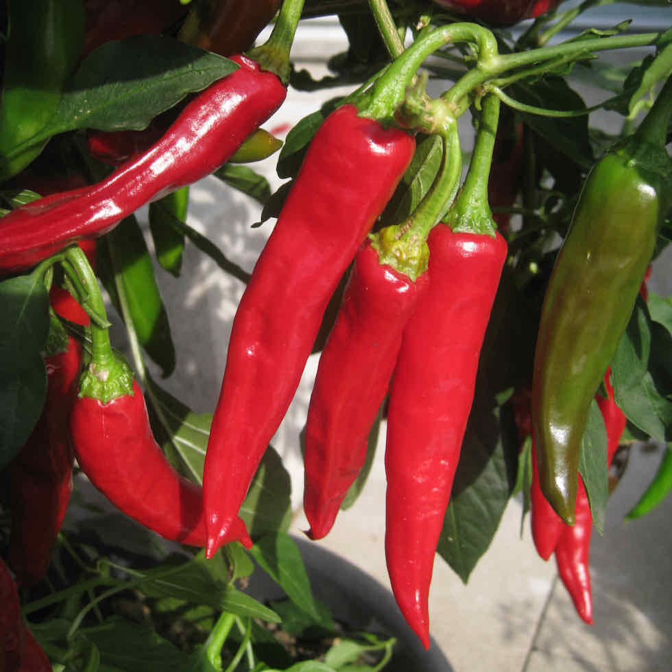 Red Nardello Vegetable Seeds for Home Planting