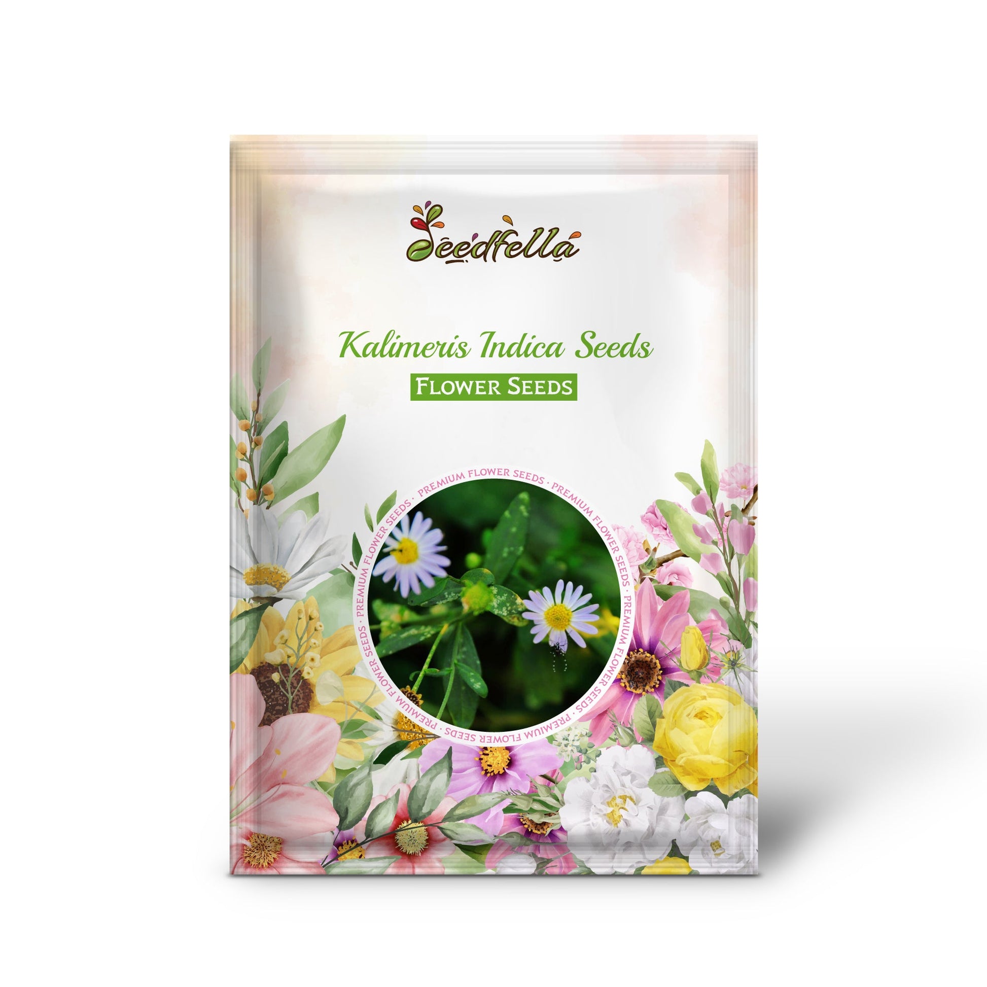Kalimeris Indica Seeds for Planting  Grow Your Own Garden Flowers