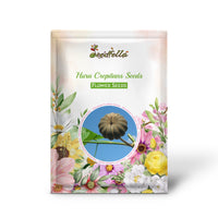 Hura Crepitans Seeds for Planting - Grow Your Own Sandbox Tree