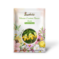 Telosma Cordata Flower Seeds for Planting - Premium Seeds for Vibrant Blooms