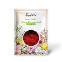 Japan Spider Chrysanthemums Seeds for Planting - Unique Floral Beauty