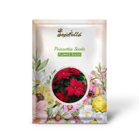 Poinsettia Seeds for Planting  Festive Holiday Flowers