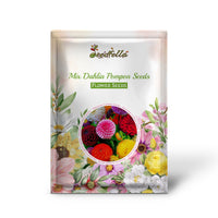 Mix Dahlia Pompon Seeds for Planting  Colorful Flower Garden Blooms, Easy to Grow in Spring