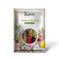 Hollyhock Mix Seeds for Planting  Vibrant Flower Garden Blooms