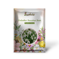 Galanthus Snowdrop Seeds for Planting - Early Spring Blooms