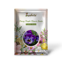 Pansy Purple Flower Seeds for Planting - Stunning Purple Blooms