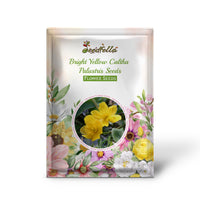 Bright Yellow Caltha Palustris Seeds for Planting  Vibrant Perennial Flowers for Garden Wetlands