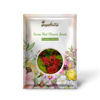 Ixora Red Flower Seeds for Planting  Vibrant Blossoms for Your Garden